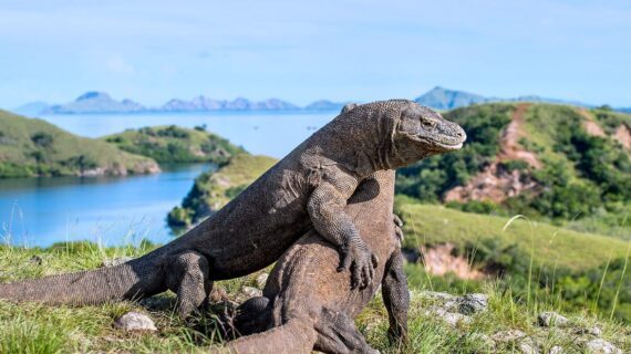 Komodo FUN Trip 2 Hari/1 Malam