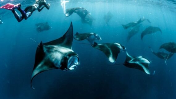 Para Manta di Manta Point